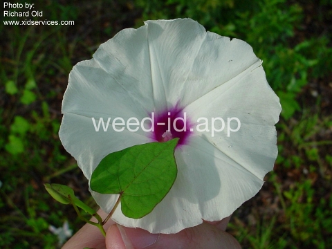 morningglory, bigroot